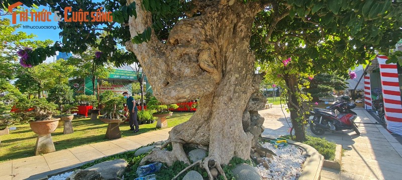 Ngam nhung goc bonsai “co - ky - my” dang gia ca gia tai-Hinh-12