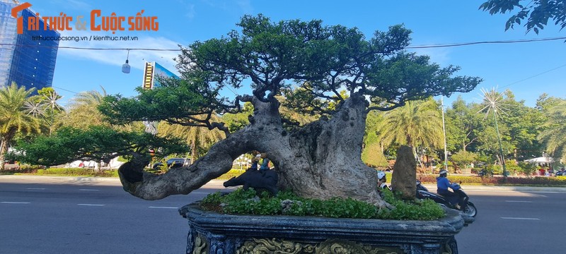 Ngam nhung goc bonsai “co - ky - my” dang gia ca gia tai-Hinh-2
