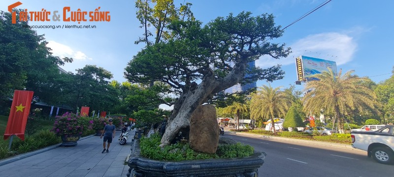 Ngam nhung goc bonsai “co - ky - my” dang gia ca gia tai-Hinh-3