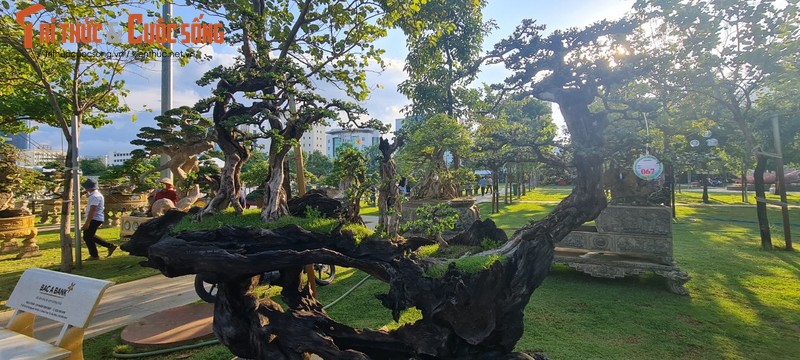 Ngam nhung goc bonsai “co - ky - my” dang gia ca gia tai-Hinh-5