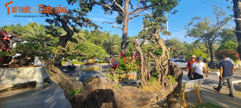 Ngam nhung goc bonsai “co - ky - my” dang gia ca gia tai-Hinh-6