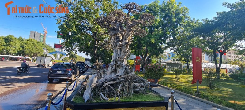 Ngam nhung goc bonsai “co - ky - my” dang gia ca gia tai-Hinh-7