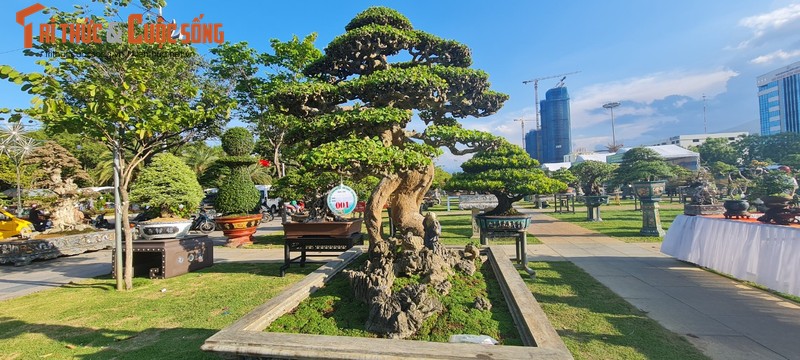 Ngam nhung goc bonsai “co - ky - my” dang gia ca gia tai-Hinh-8