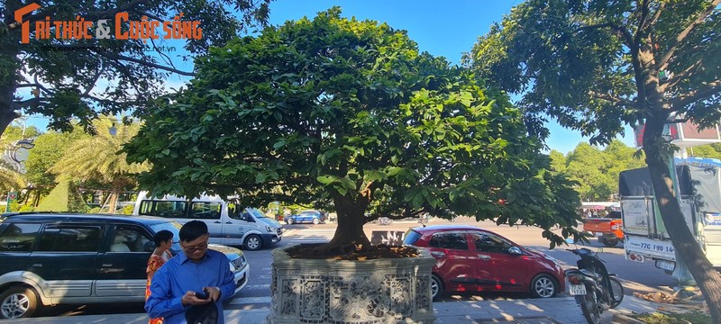 Ngam nhung goc bonsai “co - ky - my” dang gia ca gia tai-Hinh-9