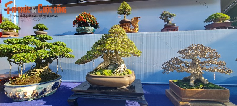 Ngam nhung goc bonsai “co - ky - my” dang gia ca gia tai