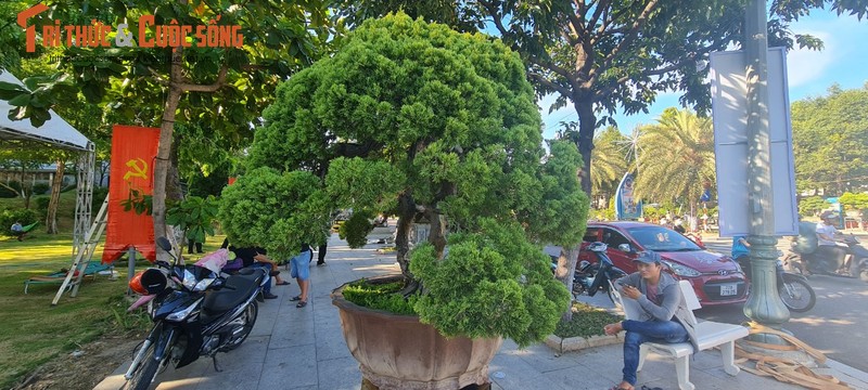 Ngam loai cay “tu quy” khien dai gia chi tien ty san lung-Hinh-11