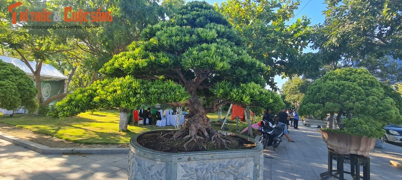 Ngam loai cay “tu quy” khien dai gia chi tien ty san lung-Hinh-6