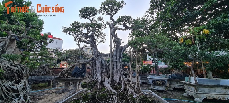 Can canh loat bonsai “phong thuy” duoc nhieu dai gia san lung-Hinh-5