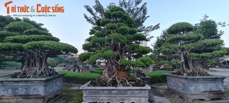 Can canh loat bonsai “phong thuy” duoc nhieu dai gia san lung