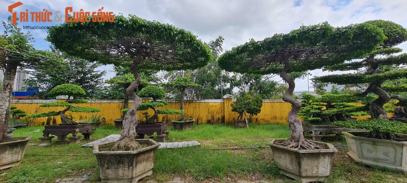 Ngam loat bonsai “phong thuy” trong nhom Tu linh khien nhieu nguoi san lung-Hinh-10