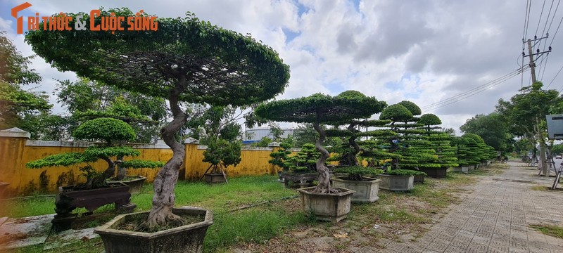 Ngam loat bonsai “phong thuy” trong nhom Tu linh khien nhieu nguoi san lung-Hinh-11