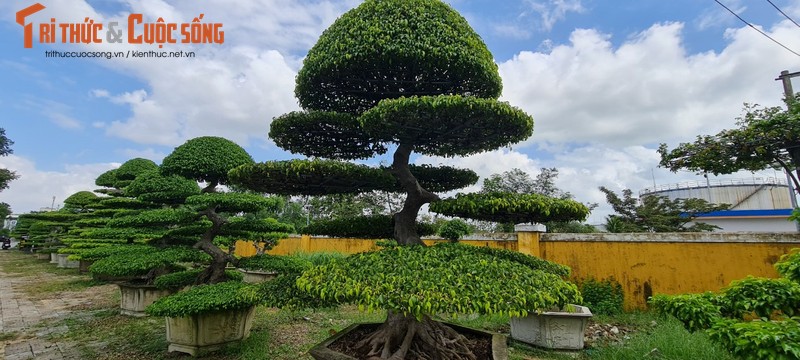 Ngam loat bonsai “phong thuy” trong nhom Tu linh khien nhieu nguoi san lung-Hinh-12
