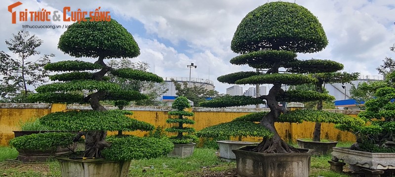 Ngam loat bonsai “phong thuy” trong nhom Tu linh khien nhieu nguoi san lung-Hinh-2