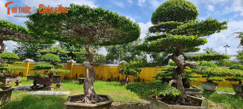 Ngam loat bonsai “phong thuy” trong nhom Tu linh khien nhieu nguoi san lung-Hinh-3