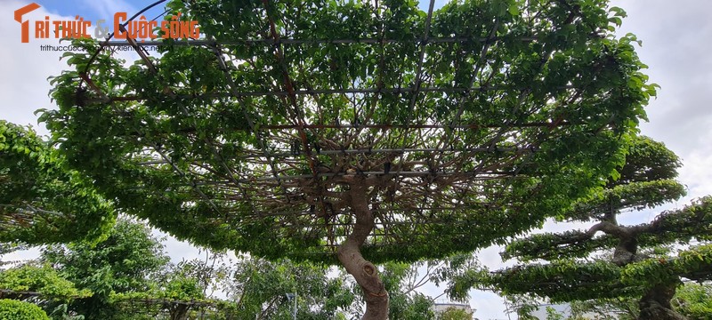 Ngam loat bonsai “phong thuy” trong nhom Tu linh khien nhieu nguoi san lung-Hinh-4