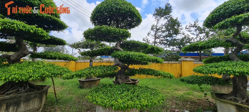 Ngam loat bonsai “phong thuy” trong nhom Tu linh khien nhieu nguoi san lung-Hinh-5
