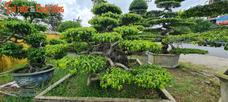 Ngam loat bonsai “phong thuy” trong nhom Tu linh khien nhieu nguoi san lung-Hinh-6