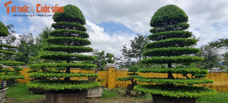 Ngam loat bonsai “phong thuy” trong nhom Tu linh khien nhieu nguoi san lung-Hinh-7