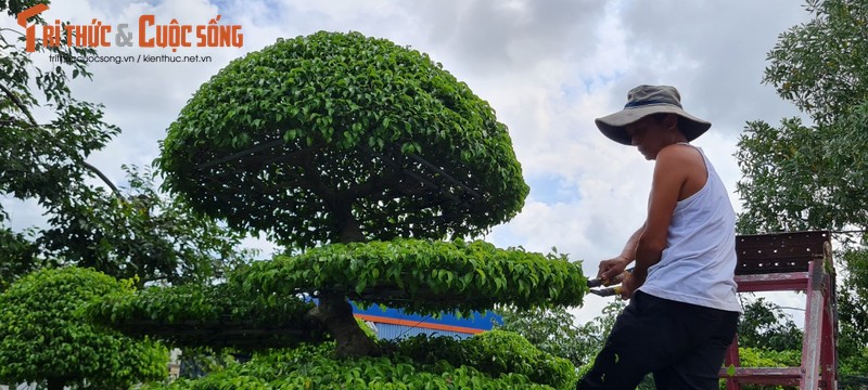 Ngam loat bonsai “phong thuy” trong nhom Tu linh khien nhieu nguoi san lung-Hinh-8