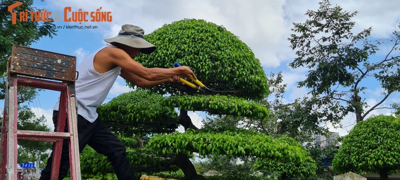 Ngam loat bonsai “phong thuy” trong nhom Tu linh khien nhieu nguoi san lung-Hinh-9