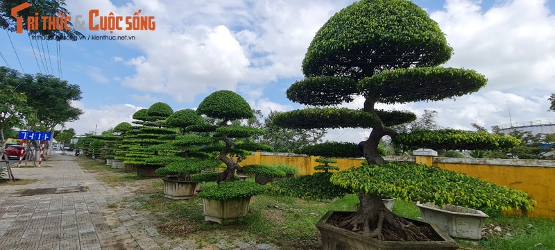 Ngam loat bonsai “phong thuy” trong nhom Tu linh khien nhieu nguoi san lung