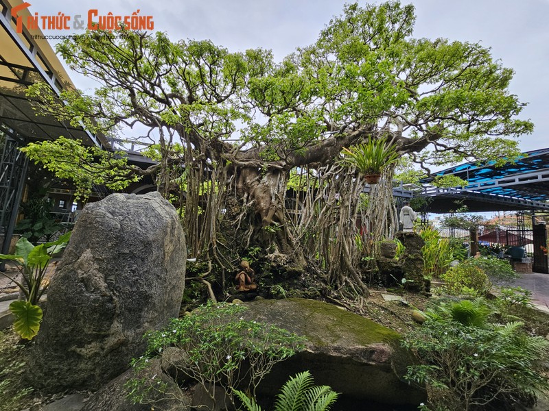 Can canh tuyet pham bonsai “con rong Chau A” tien ty co 1-0-2-Hinh-5