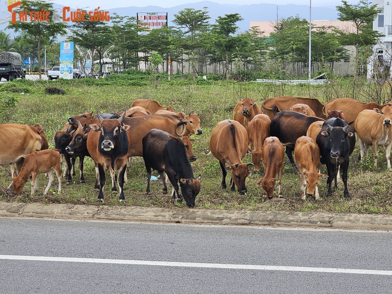 Quang Nam: Khu do thi sinh thai “5 sao” thanh noi chan tha gia suc-Hinh-6