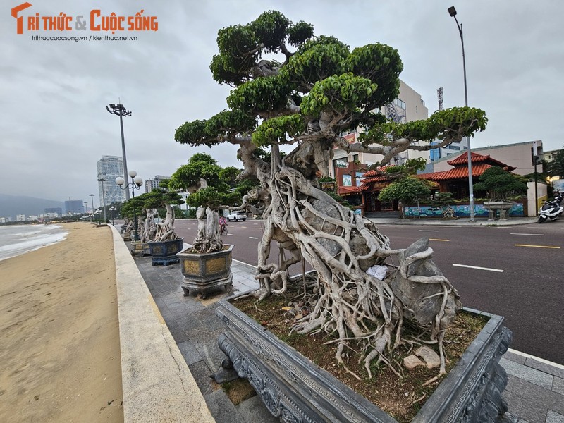 Ngam dan bonsai tien ty dang doc ven bien Quy Nhon-Hinh-10