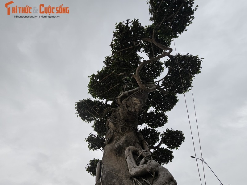 Ngam dan bonsai tien ty dang doc ven bien Quy Nhon-Hinh-12