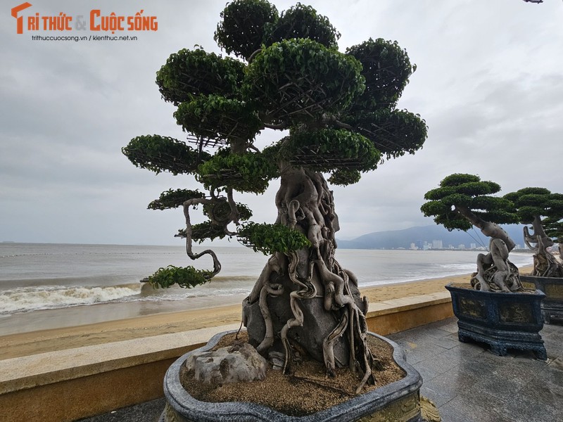 Ngam dan bonsai tien ty dang doc ven bien Quy Nhon-Hinh-13