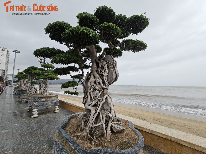 Ngam dan bonsai tien ty dang doc ven bien Quy Nhon-Hinh-14