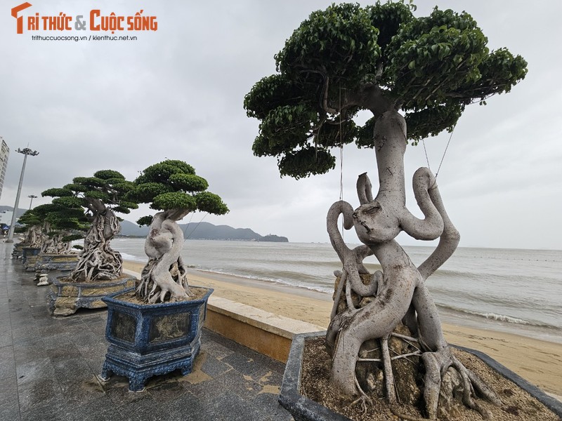 Ngam dan bonsai tien ty dang doc ven bien Quy Nhon-Hinh-2