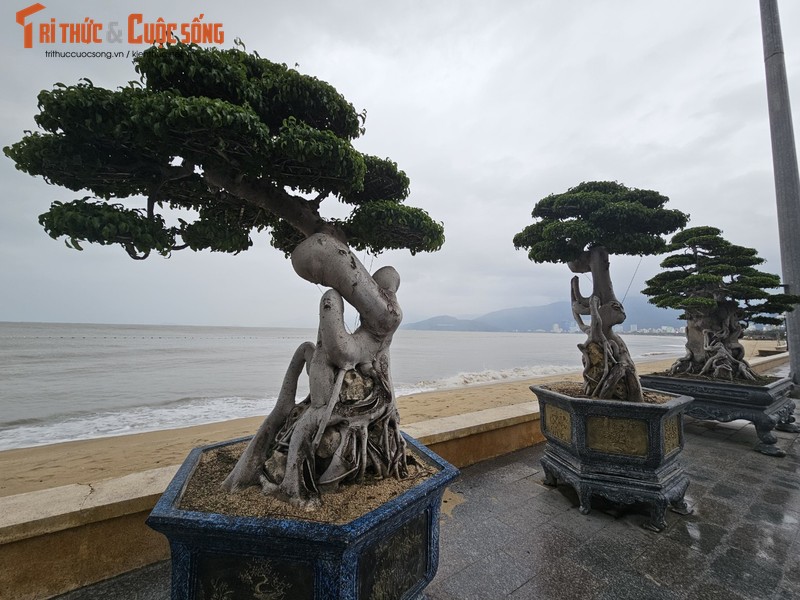 Ngam dan bonsai tien ty dang doc ven bien Quy Nhon-Hinh-3