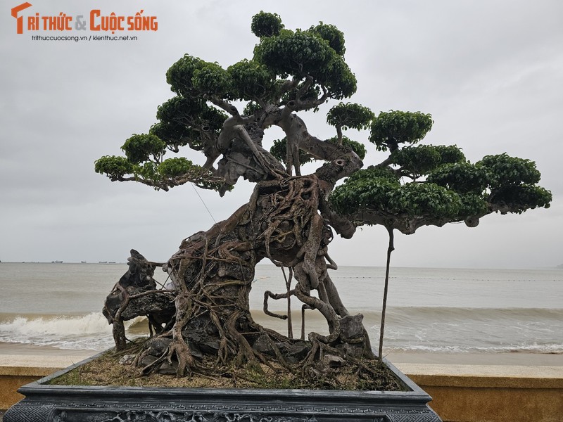 Ngam dan bonsai tien ty dang doc ven bien Quy Nhon-Hinh-4