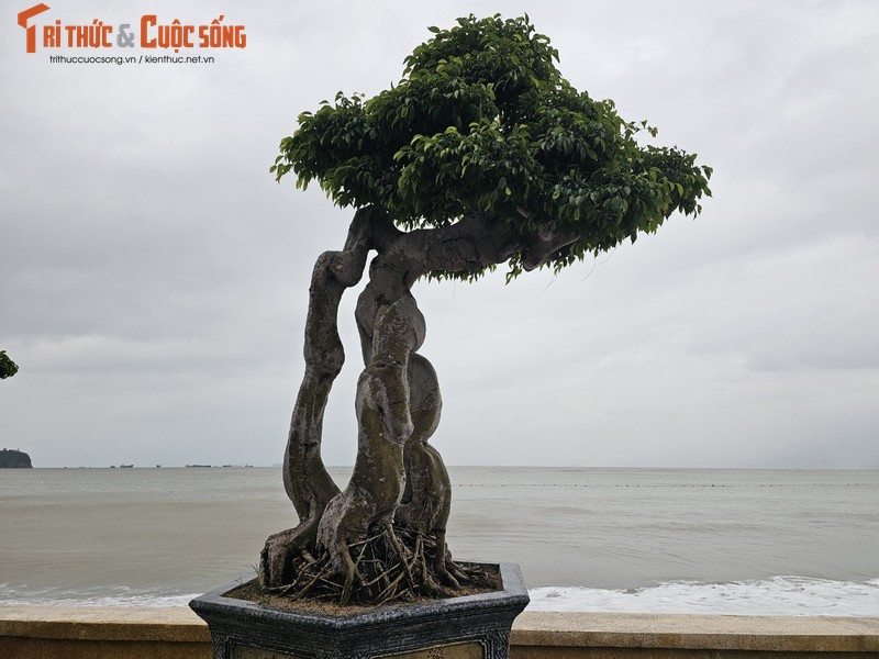 Ngam dan bonsai tien ty dang doc ven bien Quy Nhon-Hinh-5