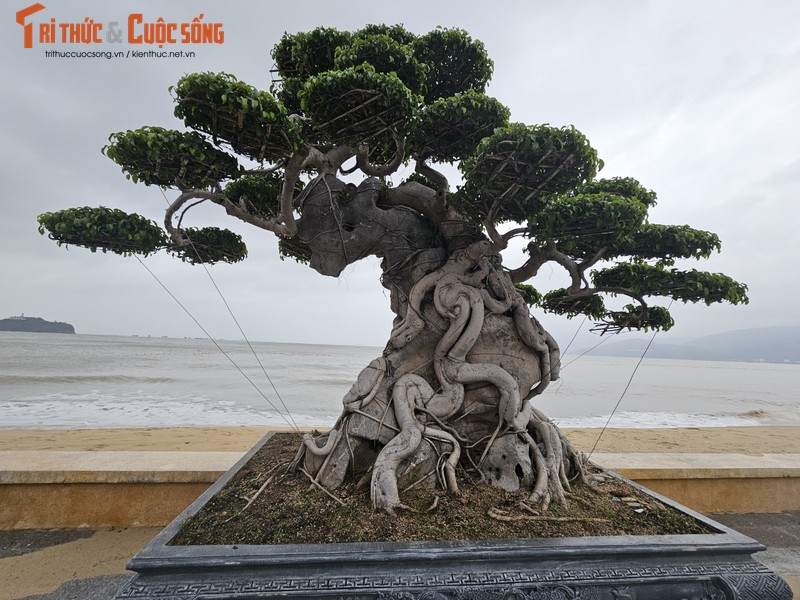 Ngam dan bonsai tien ty dang doc ven bien Quy Nhon-Hinh-6