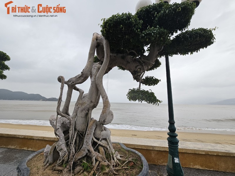 Ngam dan bonsai tien ty dang doc ven bien Quy Nhon-Hinh-7
