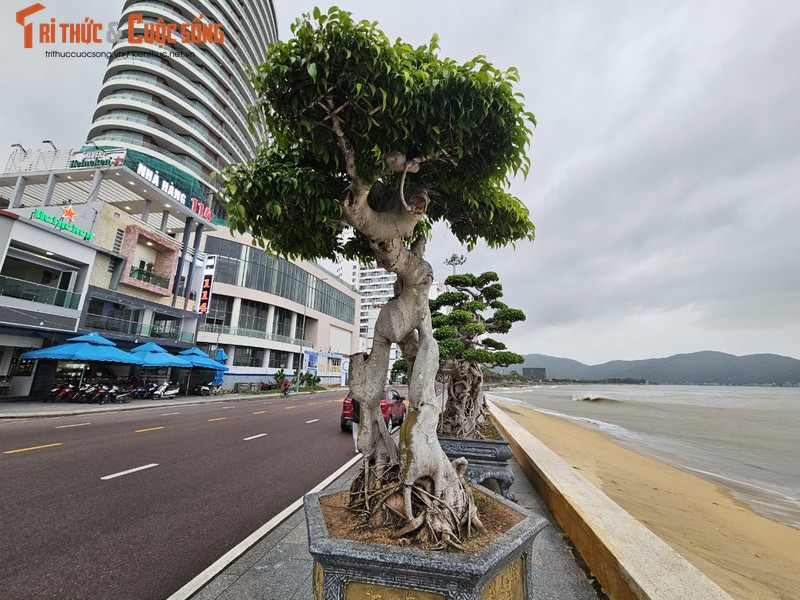 Ngam dan bonsai tien ty dang doc ven bien Quy Nhon-Hinh-9