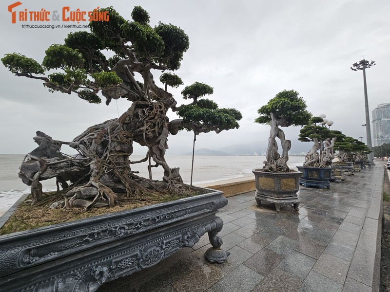 Ngam dan bonsai tien ty dang doc ven bien Quy Nhon