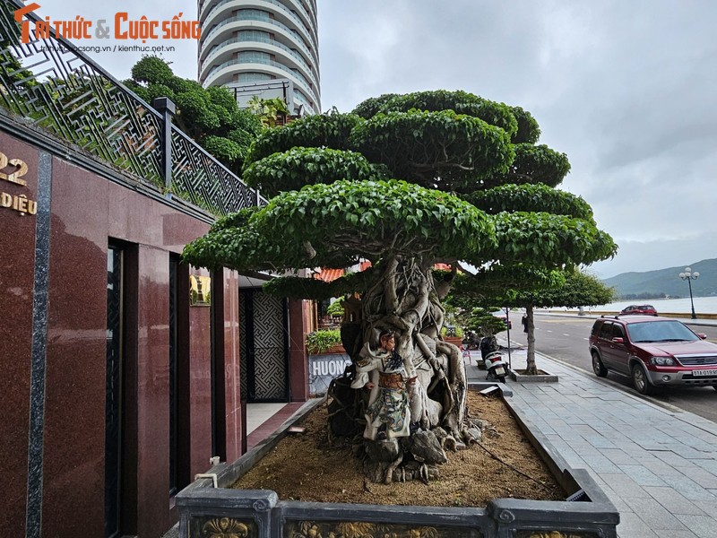 Chiem nguong sanh co, duoi co tram tuoi dai gia tu choi ban-Hinh-3