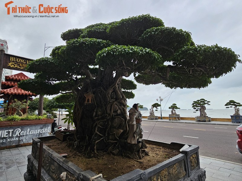 Chiem nguong sanh co, duoi co tram tuoi dai gia tu choi ban-Hinh-6