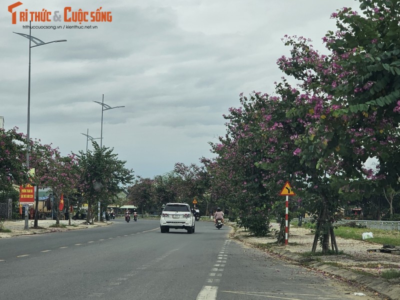 Dep ngo ngang cung duong hoa ban tim o ngoai o Hoi An-Hinh-5