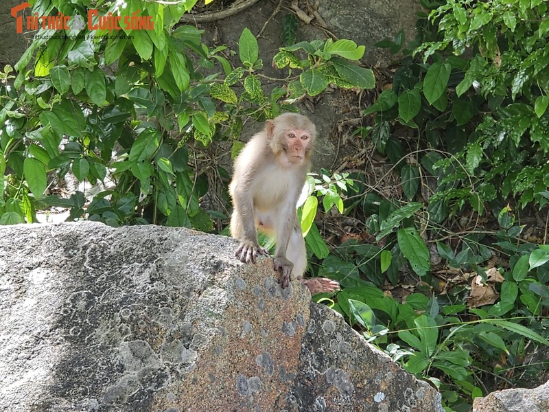 Bai Cat Vang - Thien duong bien hoang so duoi chan nui Khi-Hinh-12