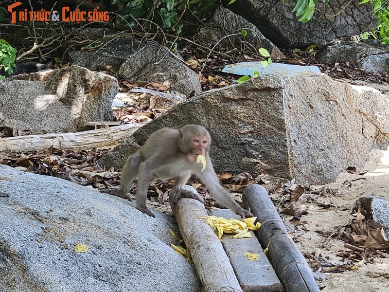 Bai Cat Vang - Thien duong bien hoang so duoi chan nui Khi-Hinh-13