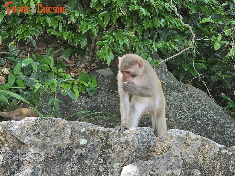 Bai Cat Vang - Thien duong bien hoang so duoi chan nui Khi-Hinh-14