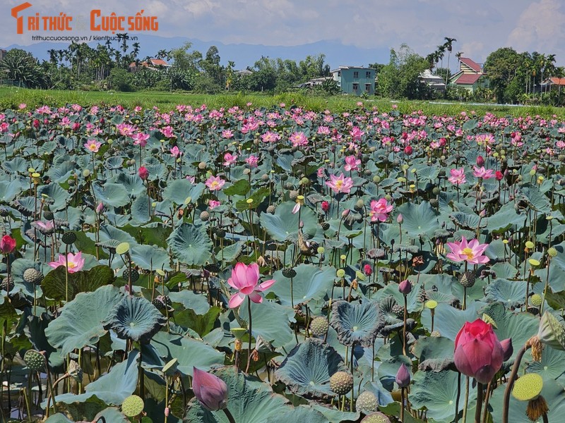 Quang Nam: Dep nao long mua sen no ro nep minh ben nuong lua-Hinh-11