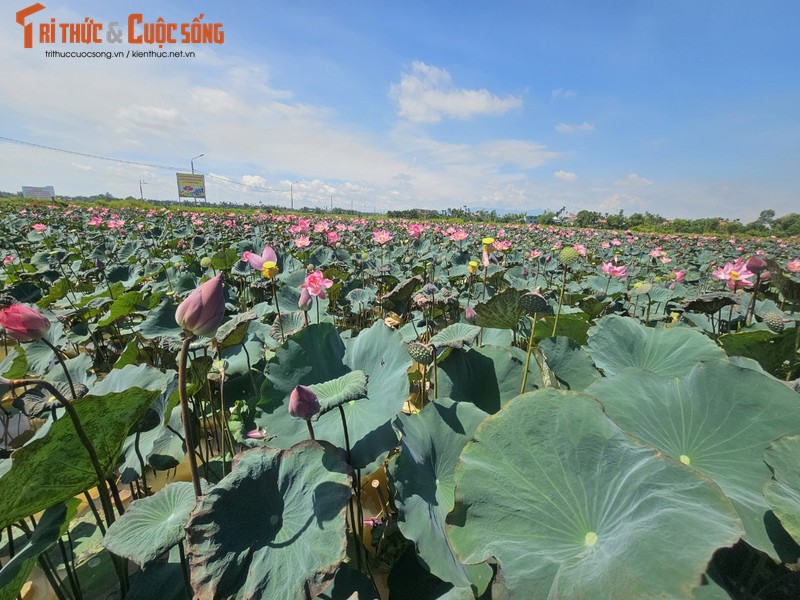 Quang Nam: Dep nao long mua sen no ro nep minh ben nuong lua-Hinh-6