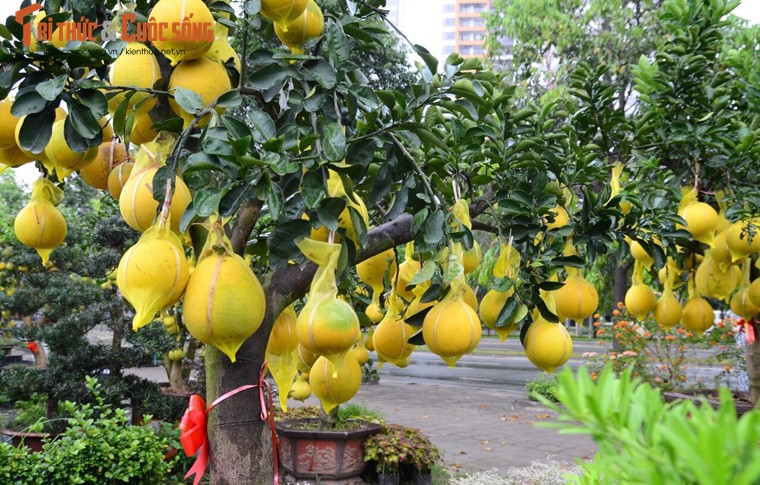 Nguoi dan Sai Gon “choang” voi buoi Tet 70 trieu dong/cay-Hinh-3