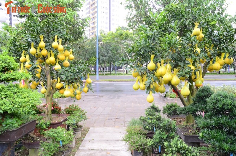 Nguoi dan Sai Gon “choang” voi buoi Tet 70 trieu dong/cay