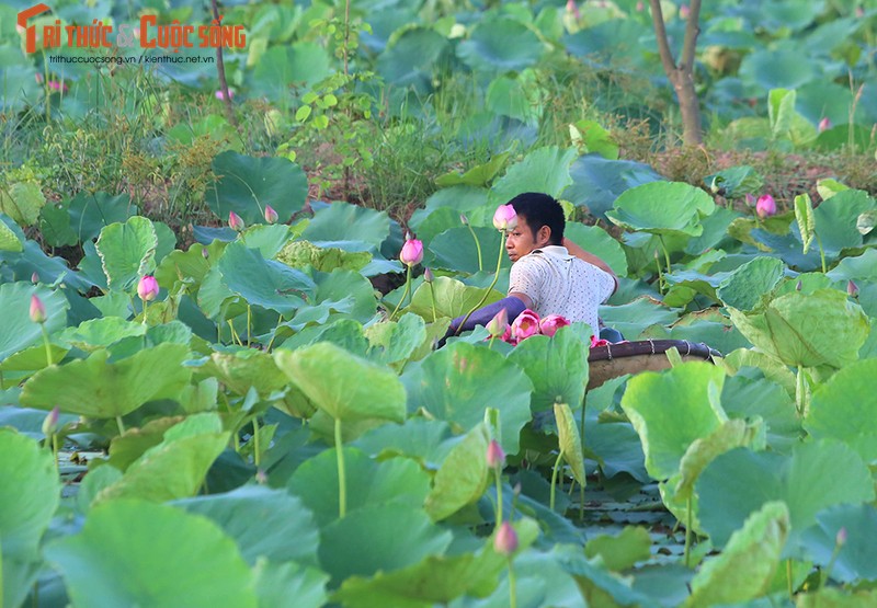 Kham pha dam sen co hon 150 loai sen quy, thu hoach ca nghin bong moi ngay-Hinh-2